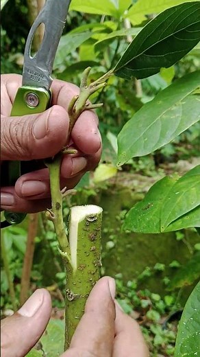 Easy Avocado Bark Grafting That Anyone Can Do #graftingtutorial #graftingavocado #gardening