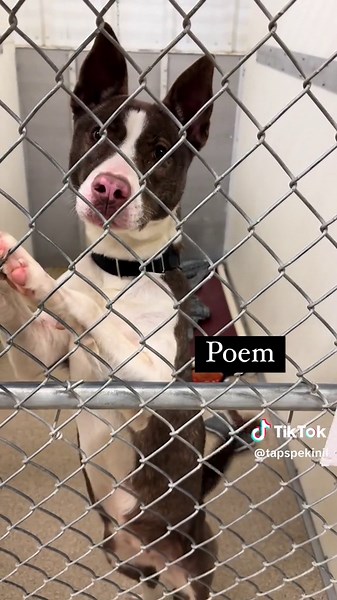 Meet our new shelter dogs! ❤️🐾 We are located in Pekin, IL. #dogs #doglover #cutedog #puppy #cutepuppy