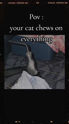 Understanding Cat Chewing Behavior: The Mischief Explained