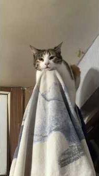 The cat likes to stay on top of the door and observe 😂❤️