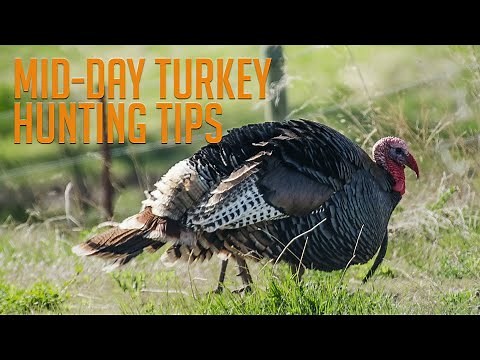 Mid Day Turkey Hunting Tips