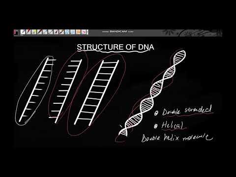 DNA GRADE 12 PART 1 [ ISIZULU ] | DNA AND RNA