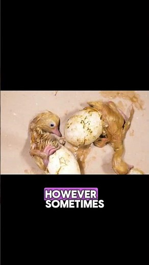 Hen vs Rooster: How to Spot the Differences 🐔 #PoultryFacts #AnimalScience #AnimalSide