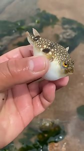39K views · 167 reactions | Pufferfish will "puff up" as a defense mechanism if they are threatened. #fishing #pufferfish #aquarium | Hendrix backyard TV | Facebook