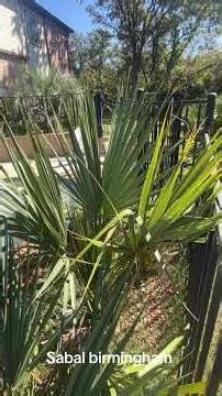 Sabal birmingham - October 2025 update #ytshorts #shorts #reels #fyp #youtubeshorts