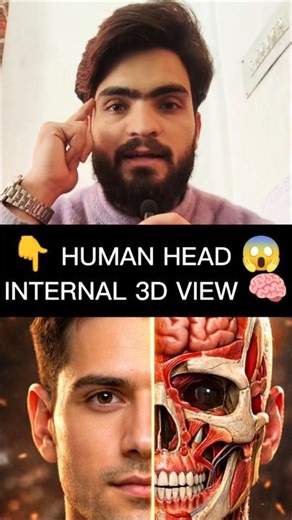 Inside the Human Head 🧠 | Internal 3D View Explained