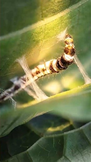 Amazing! Watch the Greatest Engineer in the Insect World Build Its Home #caterpillar #insects #worms