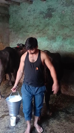 भैंस का ताजा दूध निकालते हुए 🐃🥛 | Dairy Farm Routine #shorts #shortsfeed #shortvideo