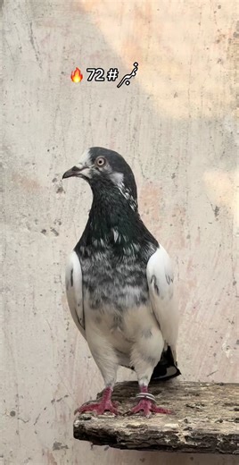 Teddy Trends from UAE: Must-Have Tips