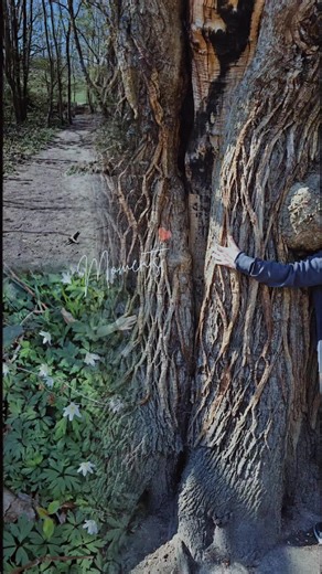 Happy spring vibes 🧚‍♀️🧚‍♂️🧚 #fyp #fyf #spring