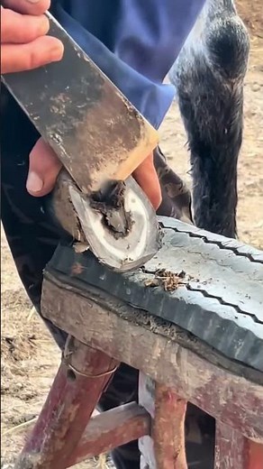 Wonderful donkey hoof trimming video #shorts