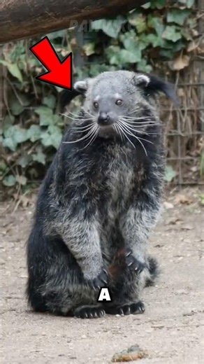 This “Bear-Cat” Smells Like POPCORN?! 😱🐻🐱