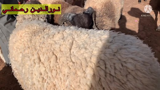 1.1M views · 10K reactions | سوق الماشية لمدينة #البيض يوم الخميس 9...