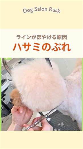 ラインがぼやける原因 ハサミのブレ #shorts #トリミング #トリマー #トイプードル #プードル