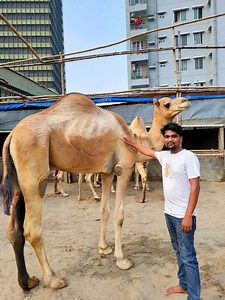 1.7M views · 25K reactions | ২০ লক্ষ টাকা দামি রাজস্থানের বিখ্যাত উট এখন বাংলাদেশে #fbf #viral #Dhaka #india #ognitv | OGNI TV | Facebook