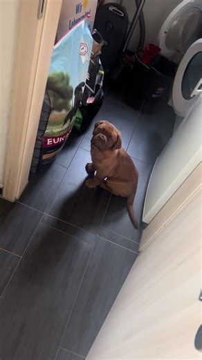 Meet Archibald: The Charming Dogue de Bordeaux