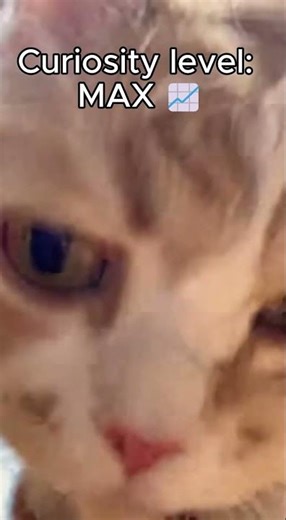 Curious Cat vs. Camera 🐾