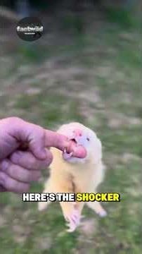 The Tiny, Relentless Hunter ! #factwild