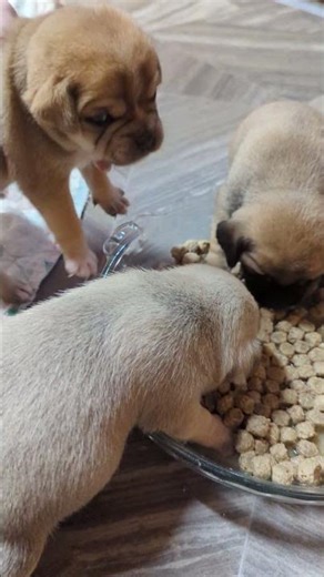 puggle puppies trying moist food