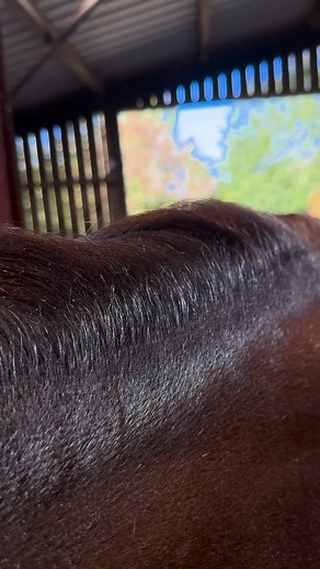 447K views · 1.9K reactions | Blending the Mane into a Clipped Coat ✨ For a smooth, natural finish, use the skimming blade to gently clip into the crest, blending downwards as you move along the neck. This softens the line between the mane and coat without leaving harsh edges.  Top tip: Take care not to clip into the mane itself, just work along the crest for a seamless blend. | Clippersharp | Facebook