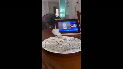 Parrot carefully eats the seeds from freshly cut dragonfruit