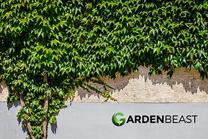 Virginia Creeper Guide: How to Care for "Parthenocissus Quinquefolia"