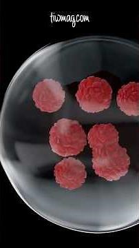 Why Women Are Genetic Mosaics #genetics