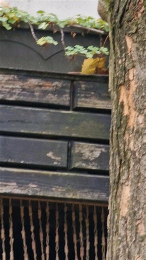 1.6K views · 19 reactions | Susan Peters on Reels | Facebook