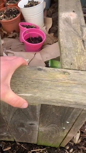 Using pallets to make raised garden beds #gardening #pallets #raisedbedgardening