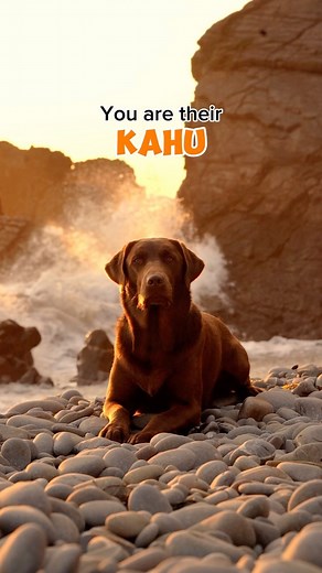 5.7M views · 91K reactions | Is anyone else crying right now? 凉 #labrador #dog #dogsofinstagram #dogs #labradorretriever #labradorpuppy #labradorlove #labradorable #labradoroftheday #viral #viralvideos #fyp #dogreel #dogreels #dogoftheday #dogsofinstagram #funnydog #funny #happy #sad #sadedits⚫️ #sadsongs #owner #love #loveyou #loveyourself #mum #kahu #hawaii | Hector the choco labo | Facebook