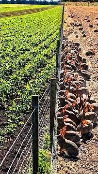 The World's Costliest Fence Was Built to Stop Rabbits #shorts #RabbitProofFence #Australia #History