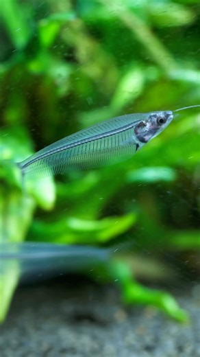 These Fish Don’t Need a Halloween Costume 👻