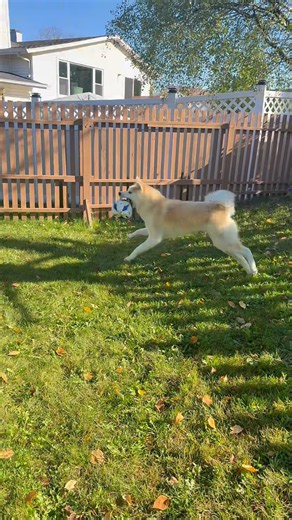 Two Kicks Are Enough for a Sunday 😂🐕⚽ #hanachan #akitainu # #japaneseakita