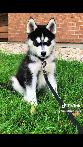 We called him our little batman. #haikuthehusky #fyp #viral #husky #dog