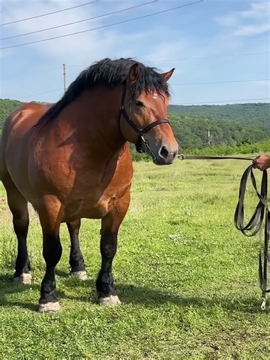 Discover Beautiful Percheron and Breton Horses