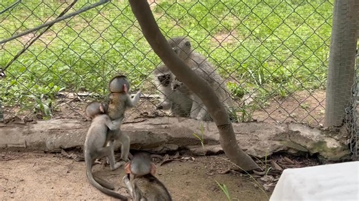 20K views · 475 reactions | Three scared and vulnerable orphaned baby monkeys put out to find a new monkey mom Part 4 | The Vervet Forest | Facebook