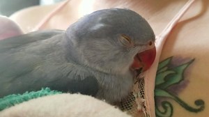 Baby sleep chatter | Chatterbox Parrots
