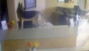 Evidence suggested the work of an intruder after alarms went off at a Southern California animal shelter. Then, staff members reviewed security camera video that showed Ginger the German shepherd, hopping on the front desk and opening doors during her great escape. http://4.nbcla.com/muBUniL | NBC LA