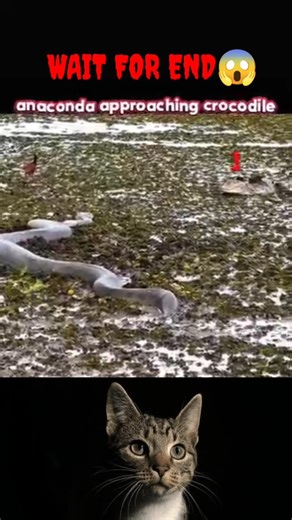 Anaconda vs. Crocodile: Who Reigns Supreme? 🐍🐊
