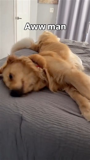 Teddy on Instagram: "CrossFit, Croissants…same thing . . . #goldenretriever #goldenpuppy #dog #goldenlife #crossfit #croissant #sotired"