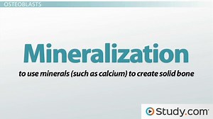 Bone Tissue | Function, Location & Types - Video | Study.com