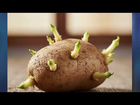 ASEXUAL REPRODUCTION| VEGETATIVE REPRODUCTION AND ITS TYPES| CUTTING & GRAFTING METHOD|CLONING