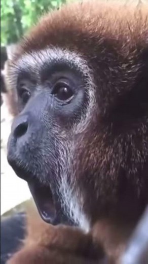 Monkey screams and spins then disappears