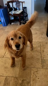 Wakes up Blondies! Today I am extra happiers! Because am healthy and bootiful! And yous toos! | Grumpy George the Golden Retriever