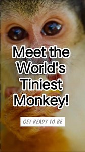 Meet the World's Tiniest Monkey!