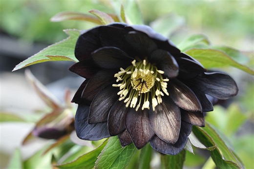 魅力 | helleborus-club