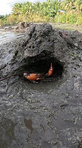 161K views · 2.2K reactions | Easy Catch For This RedCrab!  | JAB's TV Catch and Cook | Facebook