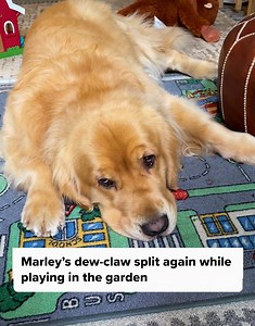 A needed trip to the vet with constant problems with Marley's dew-claw🙄. Complete removal of his toe is the last resort but lets see what the doctor says. | MARLEY NYC