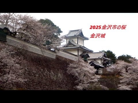 2025金沢市の桜 金沢城