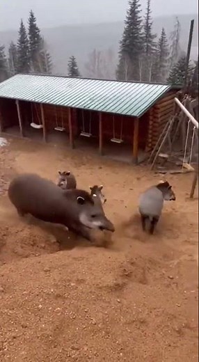 Brazilian Tapirs Slide Down Steep Muddy Hill Crashing Into House Structure During Rain and Snow